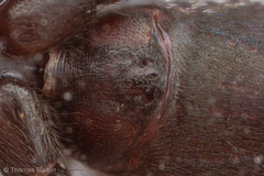 Castianeira walsinghami