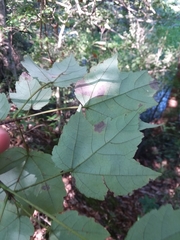 Acer rubrum rubrum