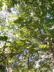 Acer rubrum rubrum