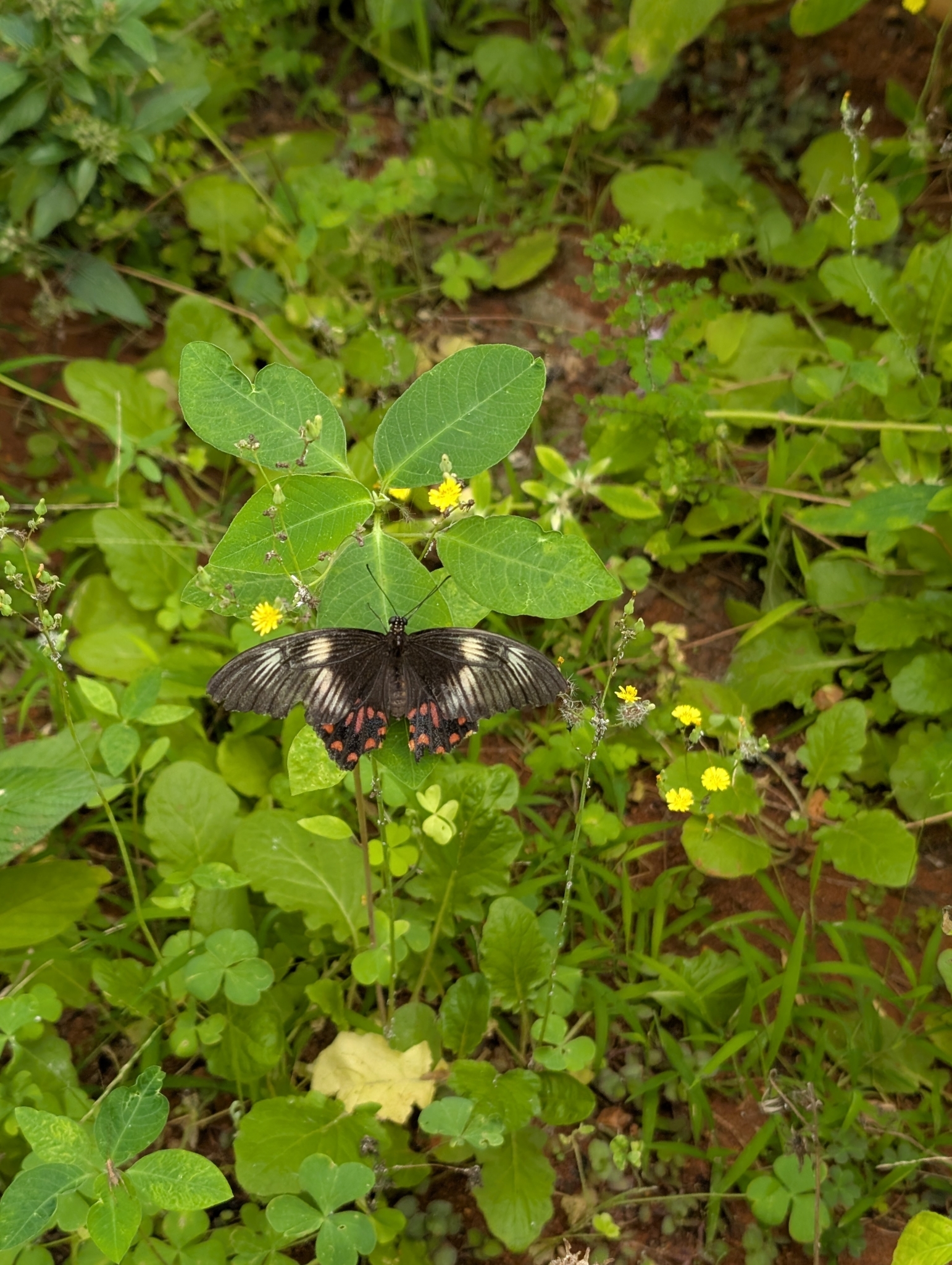 Common Mormon
