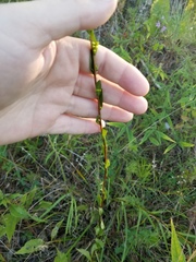 Solidago gracillima