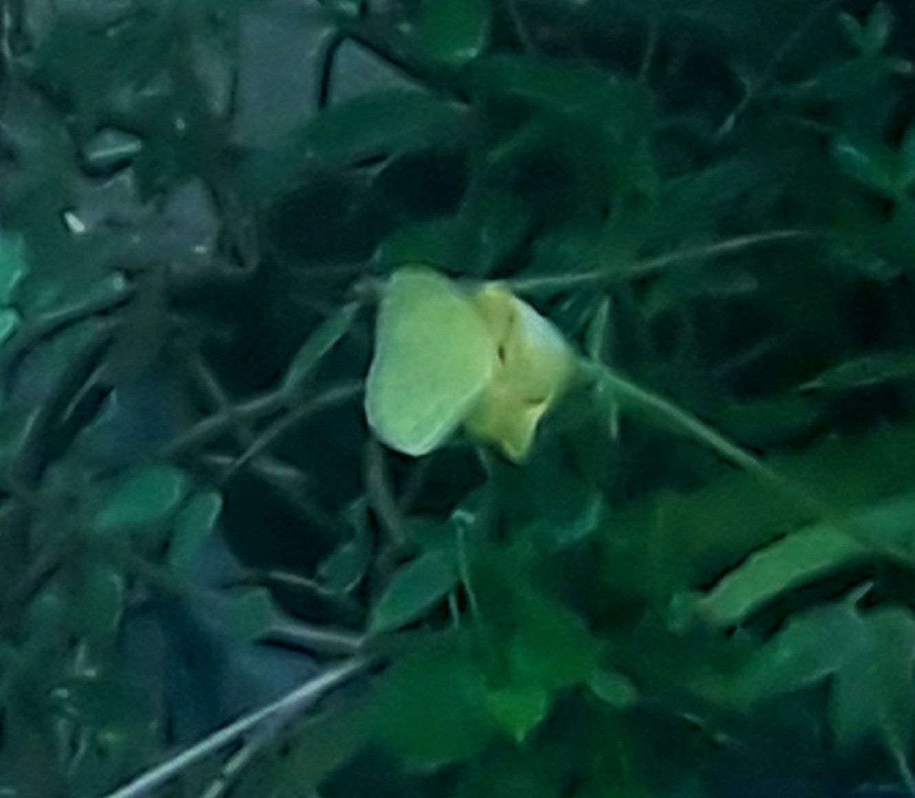 Lemon Emigrant
