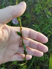 Solidago gracillima