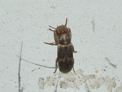 Lepidocnemeplatia sericea