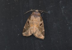 Plagiomimicus pityochromus