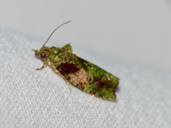 Sorolopha delochlora