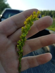 Solidago gracillima