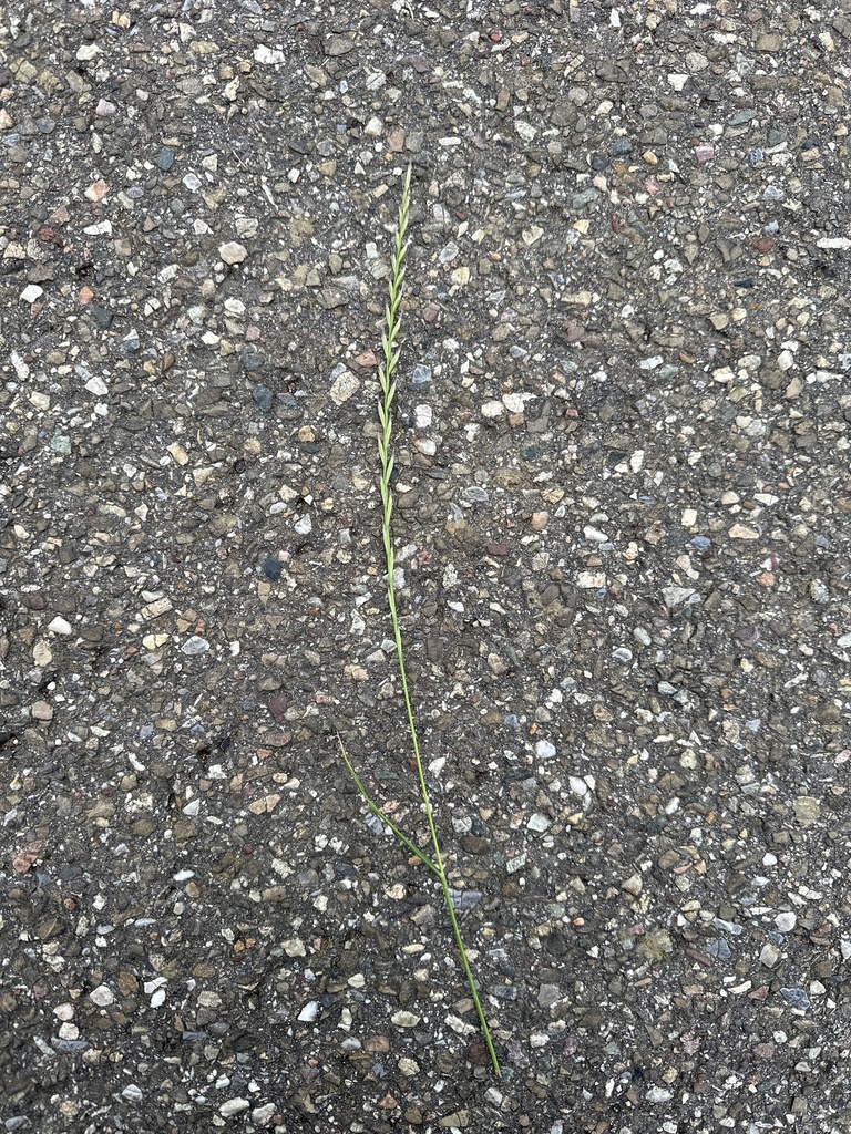 Lolium perenne