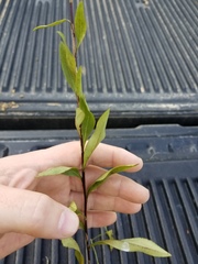 Solidago gracillima