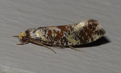 Monopis chrysogramma