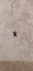 Araneae
