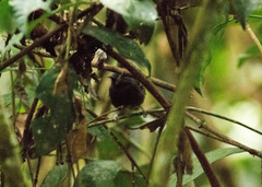 Myrmoborus lophotes
