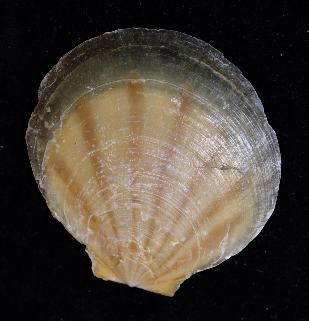 Propeamussium sibogai