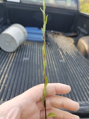 Solidago gracillima
