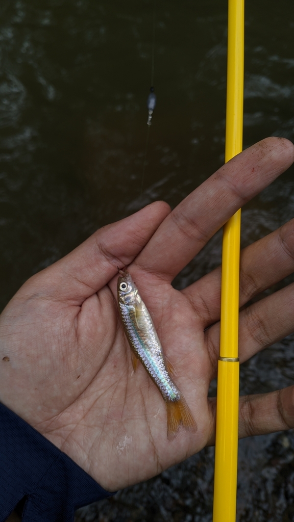 Sidestrap Rasbora (Rasbora lateristriata)