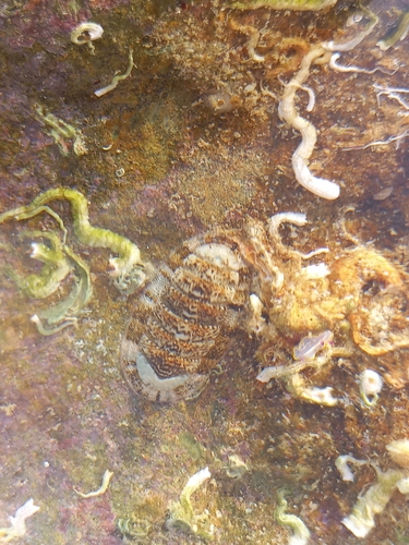 Rhyssoplax olivacea