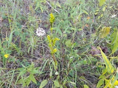 Solidago gracillima