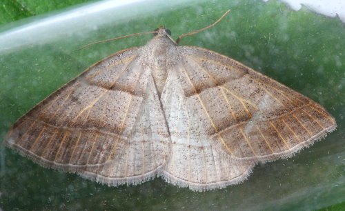 Northern Petrophora Moth