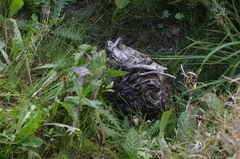 Stenolophus teutonus