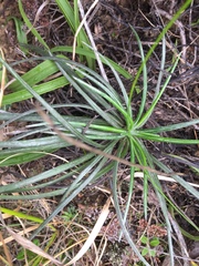 Celmisia major major