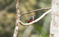 Trogon curucui