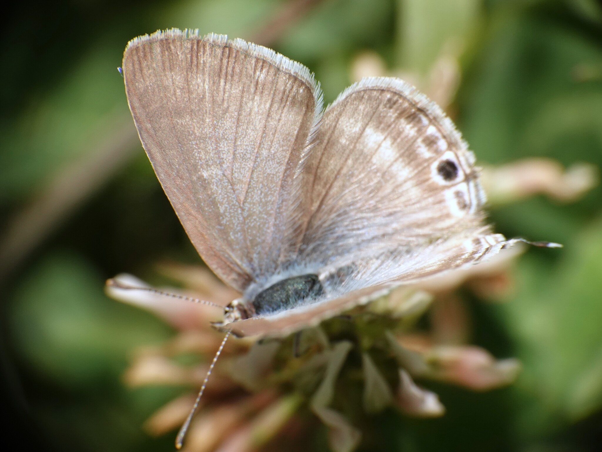 Pea Blue
