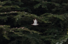 Chordeiles rupestris