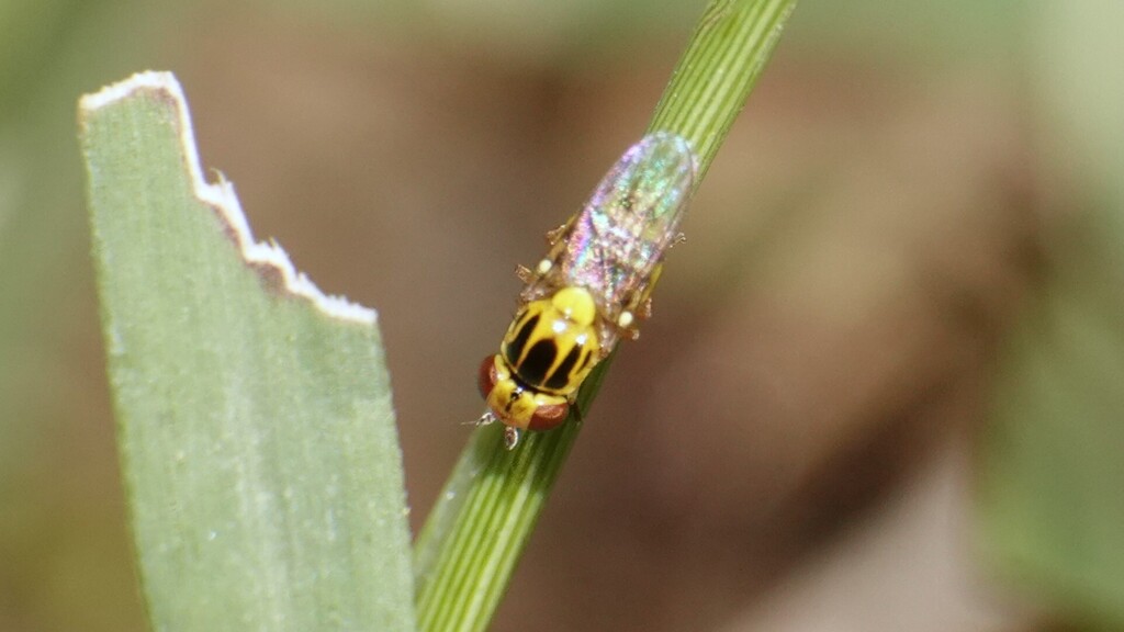 Thaumatomyia from Pine Tree Villa, Sargheen, Shimla, Himachal Pradesh ...