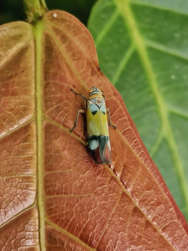 Sochinsogonia eruana observed 2025-05-28