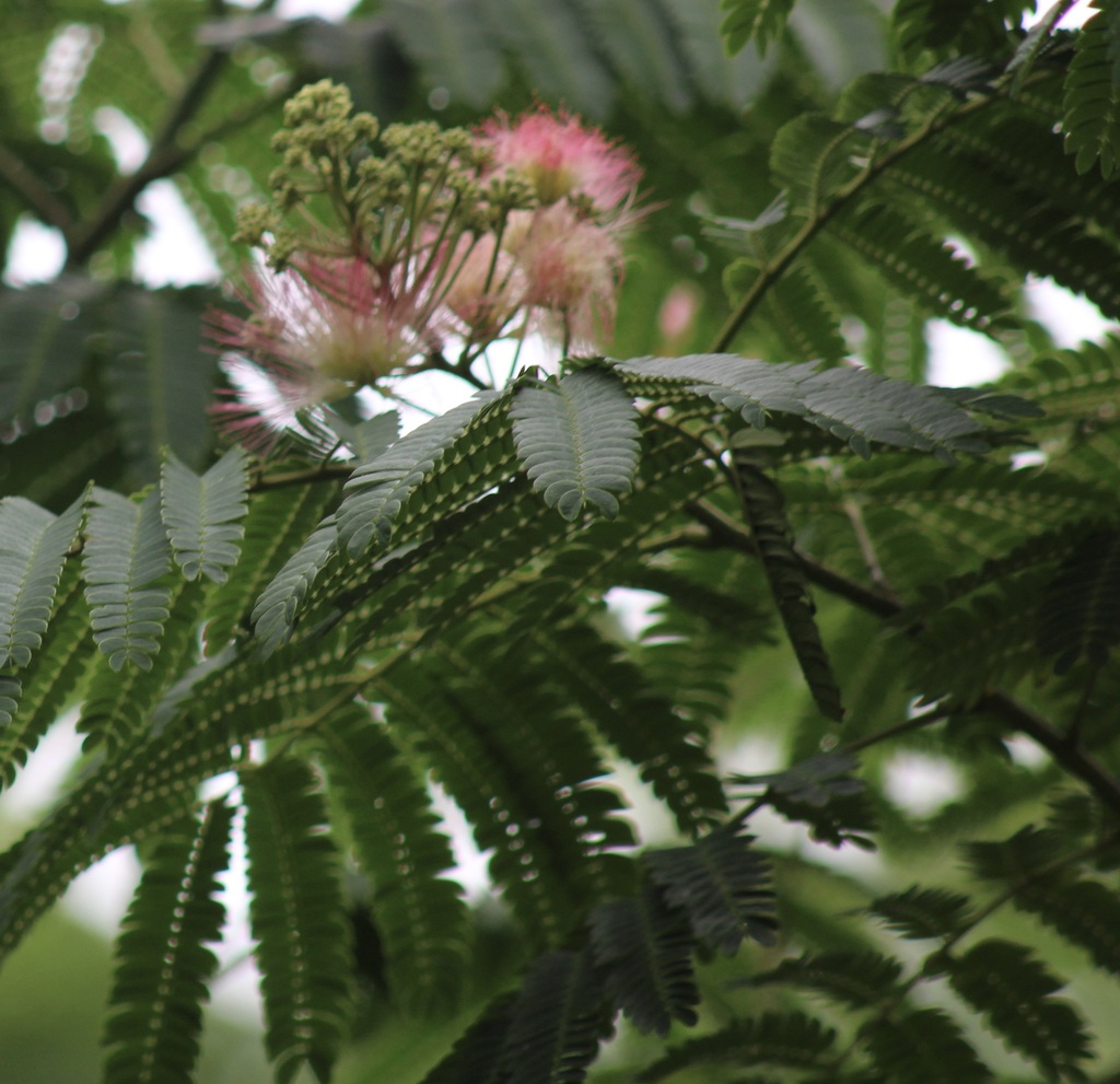 Arbor