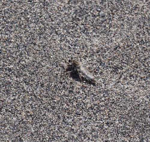 Unknown species found near Owyhee County, ID, USA