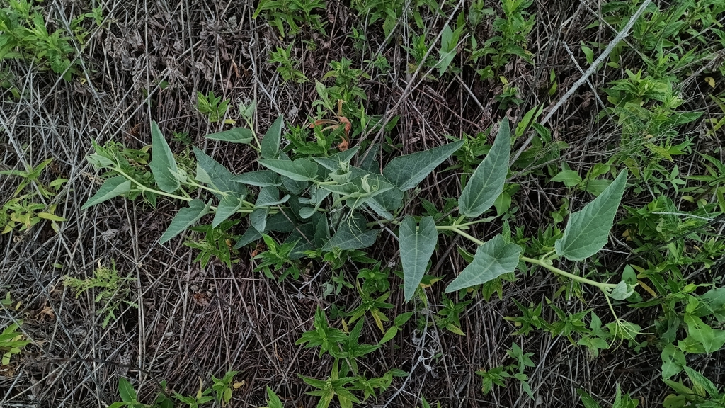 Cucurbita