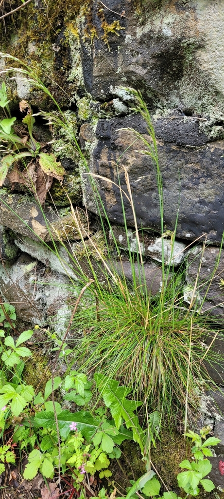 Poaceae