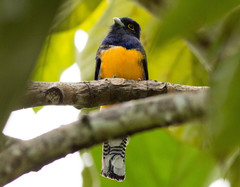 Trogon ramonianus