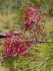 Grevillea dryandri