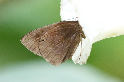 Ancistroides nigrita