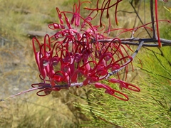 Grevillea dryandri