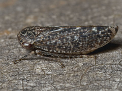Putoniessa