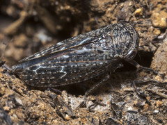 Putoniessa