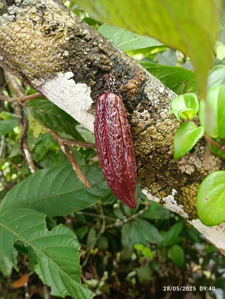 Theobroma cacao
