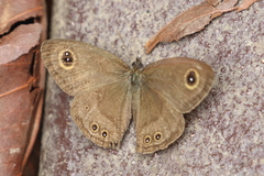Ypthima horsfieldii humei