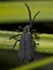 Metriorrhynchus simsoni