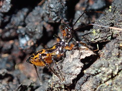 Austrovelinus varius