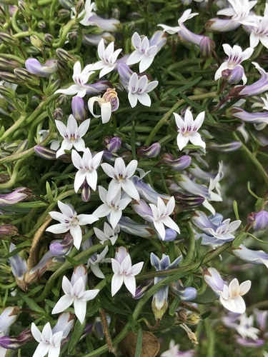 Cyphia digitata (Thunb.) Willd.