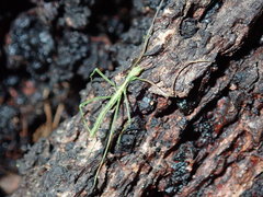 Phasmatini