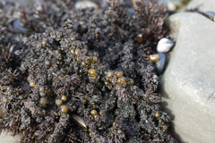 Leathesia marina