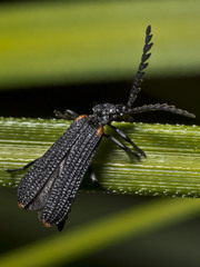 Metriorrhynchus simsoni