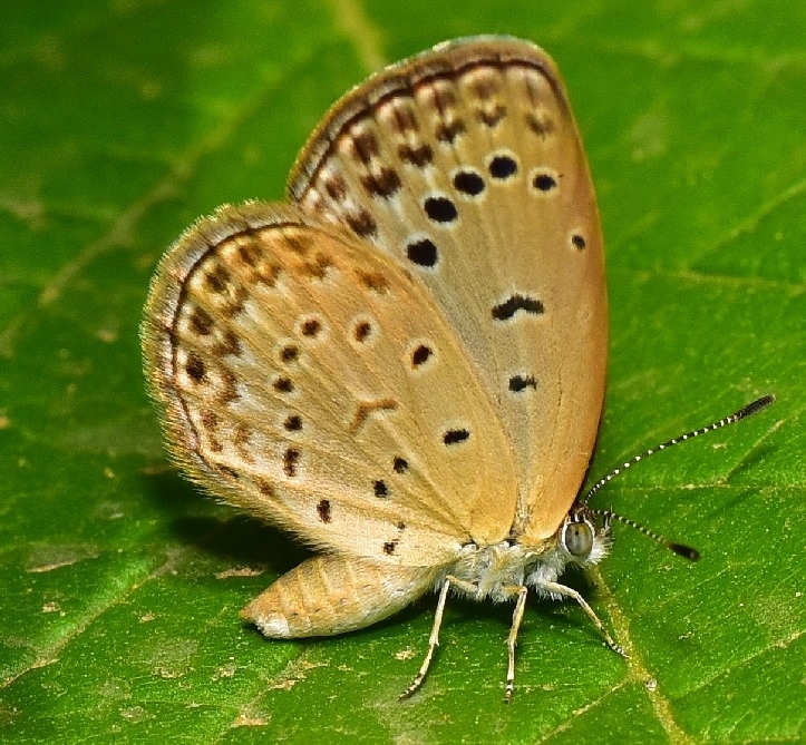 Pale Grass Blue