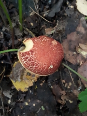 Xerocomellus fennicus