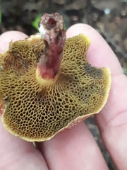 Xerocomellus fennicus